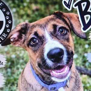 Batrice, Catahoula Leopard Dog, puppy, available for adoption