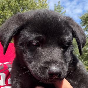 Miranda - orange, Husky, puppy, available for adoption