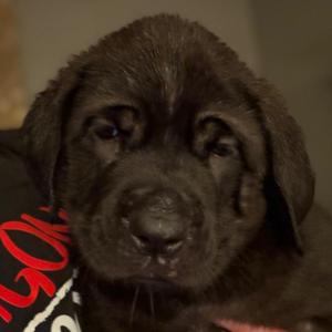 A close-up of a black puppy with floppy ears and a soft, fluffy coat. The puppy is wearing a red and white garment with some text on it.