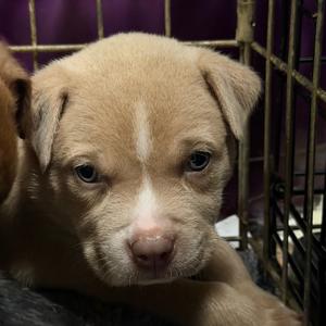 Atlas - red, Shepherd, Anatolian, puppy, available for adoption
