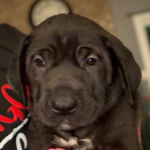 a close-up of a black puppy with large, expressive eyes and floppy ears, wearing a red and white collar