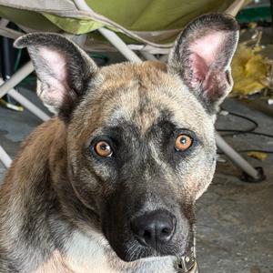 Freya, Shepherd, Anatolian, young, available for adoption