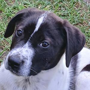 Moana - teal, Cattle Dog, Australian (Blue Heeler), puppy, available for adoption