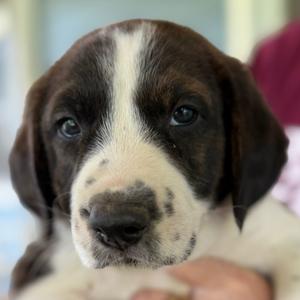 Paw-casso, Hound, puppy, available for adoption
