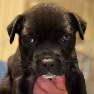 Percy - blue, Shepherd, Anatolian, puppy, available for adoption