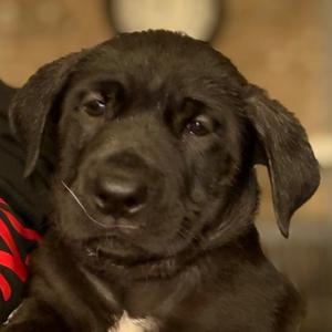 A close-up of a black puppy with floppy ears and a white patch on its chest, looking directly at the camera.