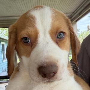 Droolius Ceasar, Hound, puppy, available for adoption