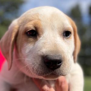Subwoofer, Hound, puppy, available for adoption