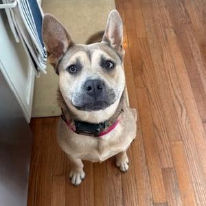 Rogue, Unknown, young, available for adoption