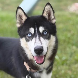 Archie - yellow, Husky, young, available for adoption