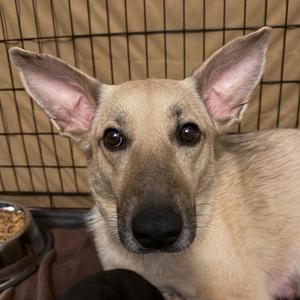 Close-up of a tan German Shepherd mix dog with large ears looking at the camera.