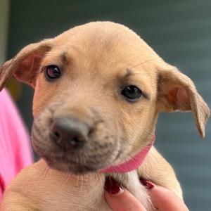 Penny - dk pink, Boxer, puppy, available for adoption