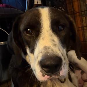 Mary Puppins, Hound, young, available for adoption