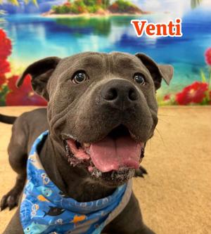 Venti, Mixed Breed, adult, available for adoption