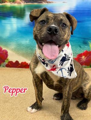 Pepper, Mixed Breed, young, available for adoption