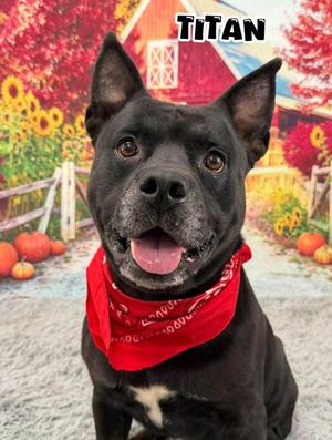 Titan, Mixed Breed, adult, available for adoption