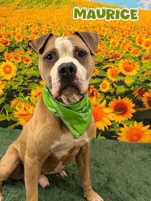 Maurice, Mixed Breed, adult, available for adoption