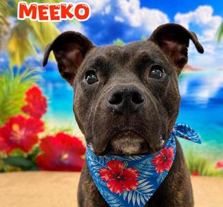 Meeko, Mixed Breed, adult, available for adoption