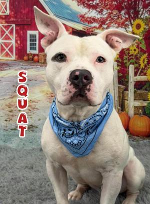 Squat, Mixed Breed, adult, available for adoption