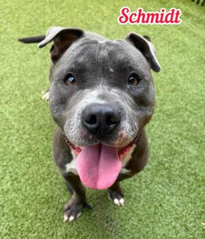 Schmidt, Mixed Breed, adult, available for adoption