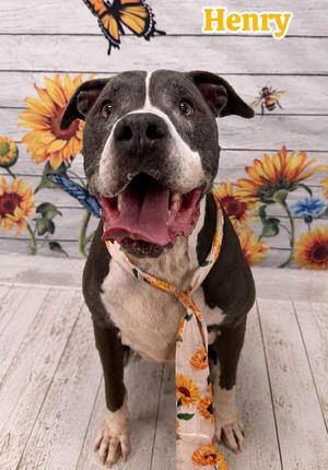 Henry, Mixed Breed, senior, available for adoption