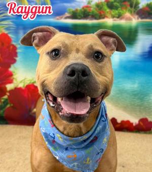 Raygun, Mixed Breed, young, available for adoption