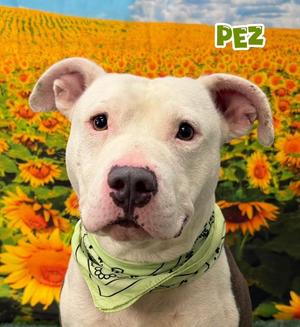 Pez, Mixed Breed, young, available for adoption