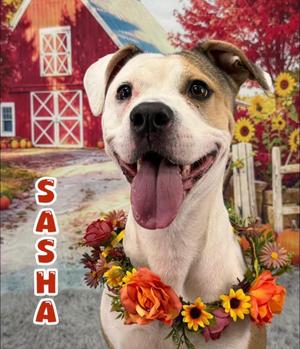 Sasha, Mixed Breed, adult, available for adoption