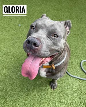 A gray pit bull with its tongue out, standing on green grass. The name "GLORIA" is written in the top left corner.