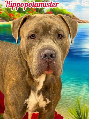 Hippopotamister, Mixed Breed, adult, available for adoption