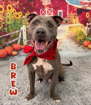 Brew, Mixed Breed, adult, available for adoption