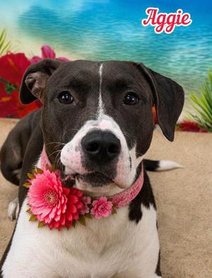 Aggie, Mixed Breed, adult, available for adoption