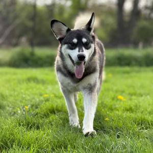 Clyde, Husky, Siberian, adult, available for adoption