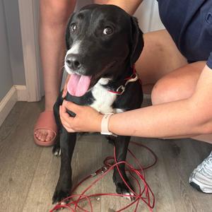 Olive, Retriever, adult, available for adoption