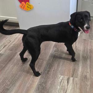 Olive, Retriever, adult, available for adoption