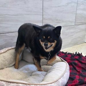 Little Roscoe, Chihuahua, senior, available for adoption