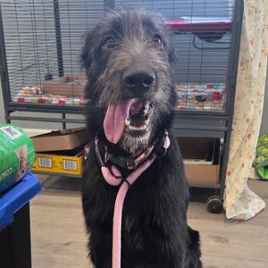 Rou, Retriever, Black Labrador, young, available for adoption