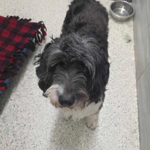 Archie Andrews, Bernese Mountain Dog, adult, available for adoption