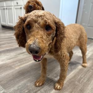 Pixie, Retriever, Golden, adult, available for adoption