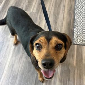 Maple, Beagle, adult, available for adoption