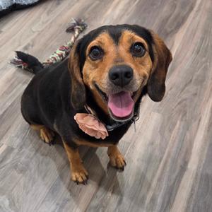 Maple, Beagle, adult, available for adoption