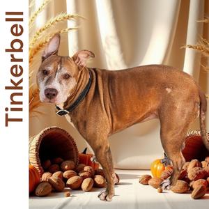 Tinkerbell, Terrier, American Pit Bull, senior, available for adoption