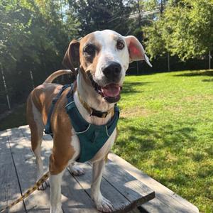 Honeydew, Mixed Breed (Large), adult, available for adoption