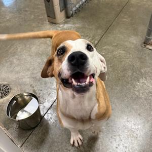 A happy-looking brown and white dog with its mouth open, looking up at the camera.