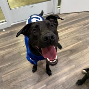 Salvie, Retriever, Black Labrador, adult, available for adoption