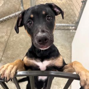 Izzy, Husky, young, available for adoption