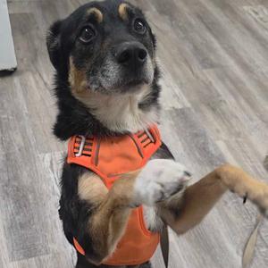 Sneakers, Husky, adult, available for adoption
