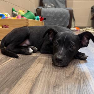 Zoolander, Mixed Breed (Medium), young, available for adoption