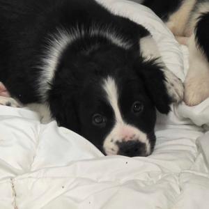 Addams, Mixed Breed (Medium), young, available for adoption