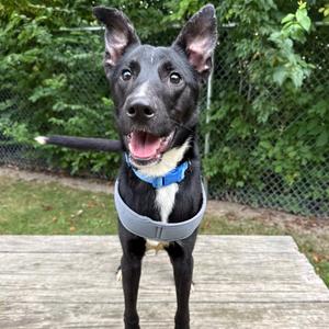 Astro, Mixed Breed (Medium), young, available for adoption